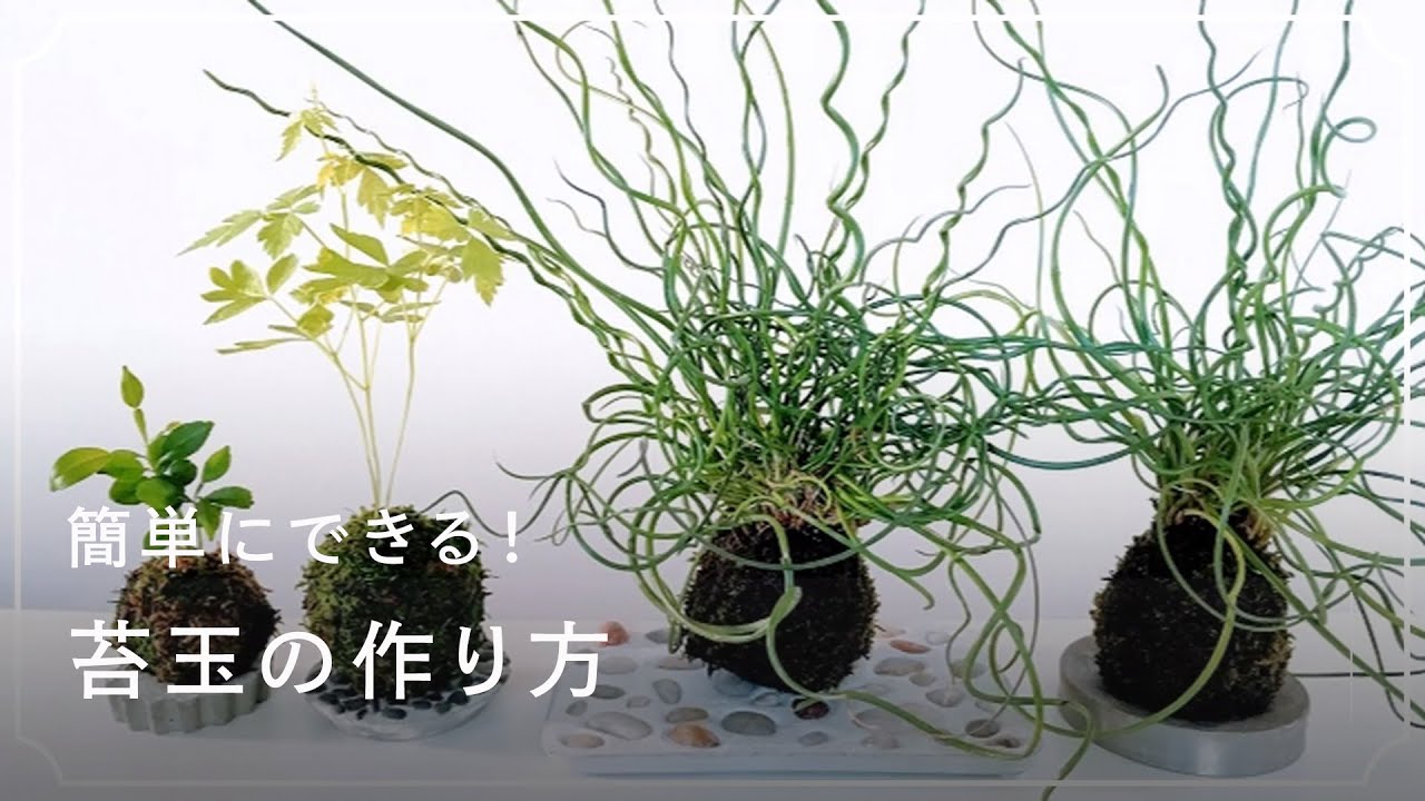 簡単にできる 苔玉の作り方 土の配合や管理方法 飾り方について Lovegreen ラブグリーン