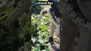 Indian rock python snake #video #viral😲😱😱😱😱#youtube #instagram #creator #betulBetul sarpmitra 🐍👍