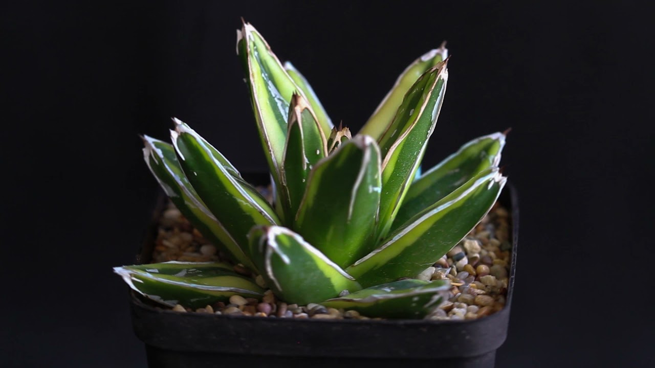 Agave victoria-reginae f. variegata 'Kizan'