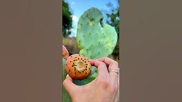 Thumbnail of Harvesting fresh cactus fruits #satisfying #agriculture #food