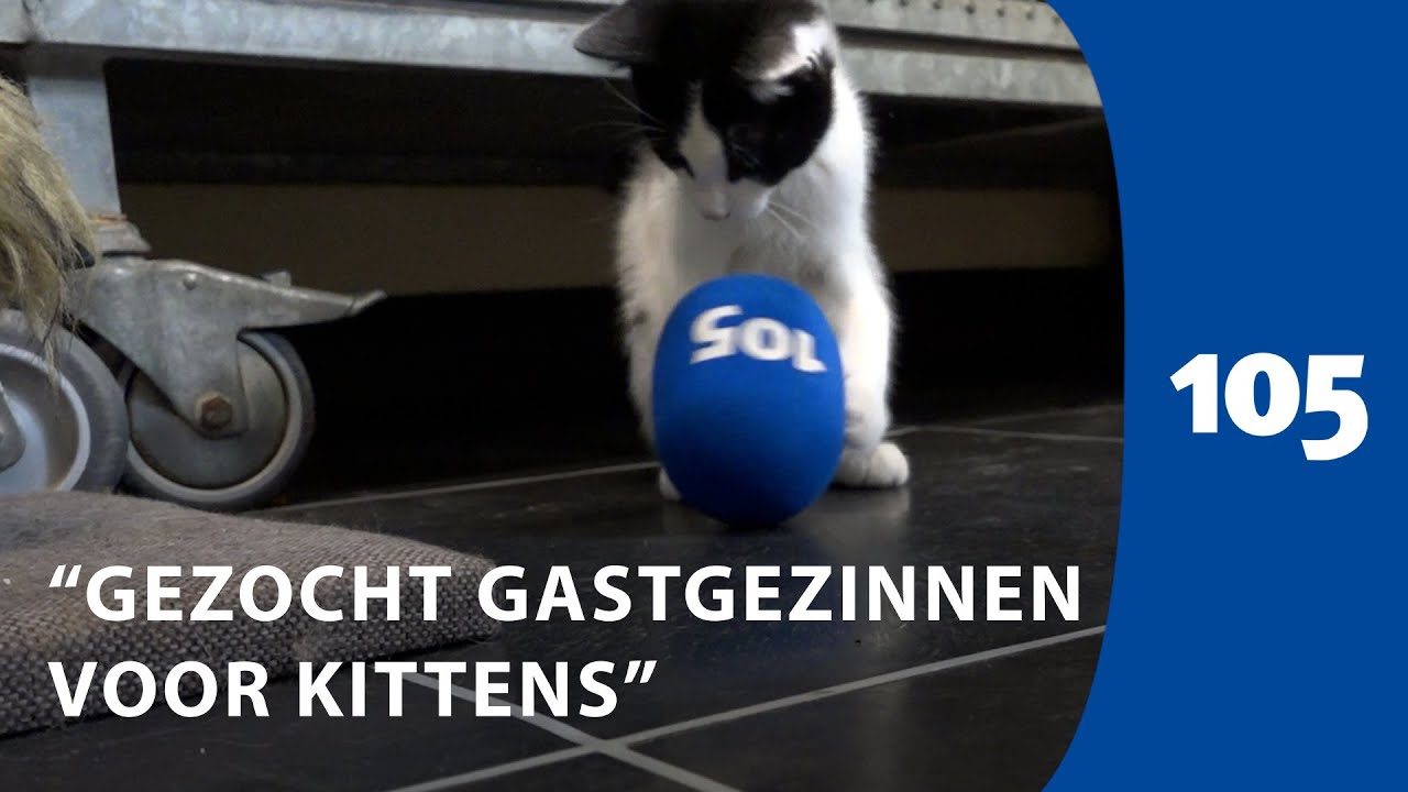 Op zoek naar gastgezinnen voor katjes: “Krijgen veel meer kittens dan normaal” | Haarlem105