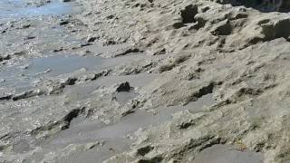 Bathtub Beach Reef, Stuart Florida (Low Tide)