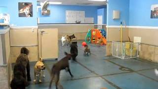 Bull Terrier Chases Labrador Around With A Ball.