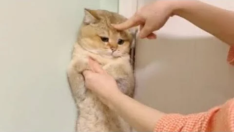 Watch the video about Funny ANIMALS videos 😂 | Funniest Cats and Dogs 2025 🐶😼 viral Part 26