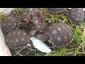 Malé želvy uhlířské (Chelonoidis carbonaria) si pochutnávají na sepiové kosti