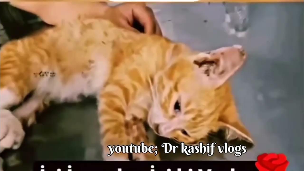 How To Save Cat Life dr kashifhussainsheikh123 YouTube how-to-save-cat-life-dr-kashifhussainsheikh123-youtube