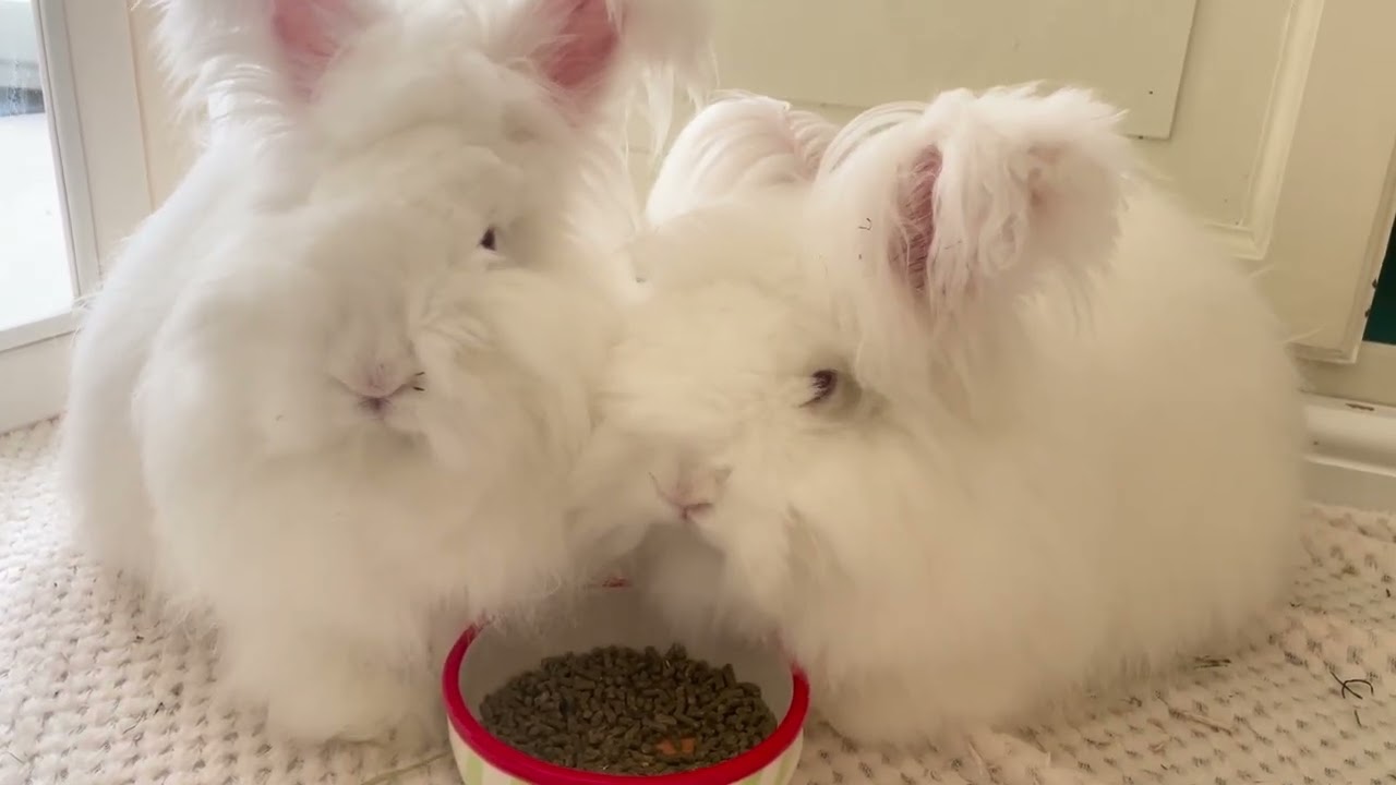 Coco and Tiffany ASMR: Soft Crunching Sounds of Angora Rabbit