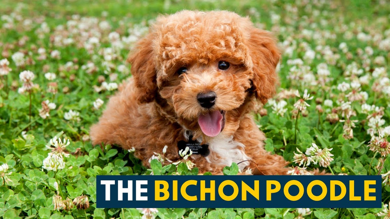 bichon poodle