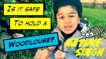 Is it safe to hold a Woodlouse?