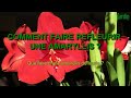 Comment russir  faire refleurir une amaryllis et cest facile