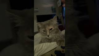 #cat #karen #purrfect #purr #calming #morning