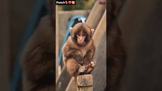 Viral Japan Monkey Punch 🧸💔 isn't it cute #MonkeyPunch #ViralMonkey #emotionals