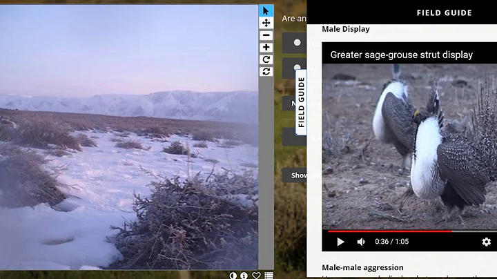 Run through of a Greater sage-grouse classificatio...