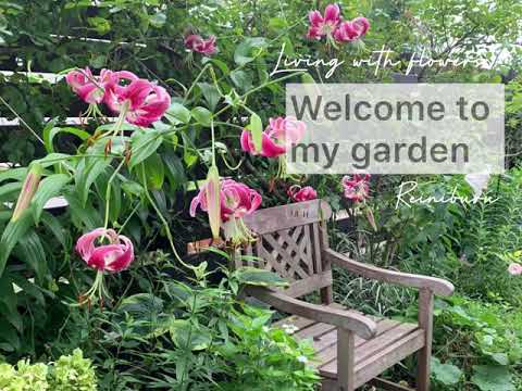 ガーデニング 夏の小さな庭でオシャレに楽しむ庭づくり オススメの花苗の紹介creating A Garden To Enjoy In A Small Summer Garden Youtube