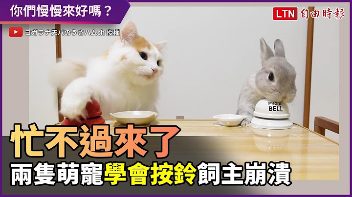 飼主手忙腳亂！兔子和貓貓學會按鈴討食 聰明又可愛 - 天天要聞