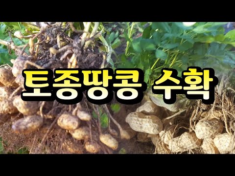 토종땅콩 수확하기( Peanut harvest), 땅콩 수확후 세척해서 말리기, 땅콩 쉽게 까는 방법