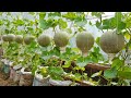 A bountiful crop of Cantaloupe with this method of growing in bags. The fruit is large &amp; very sweet