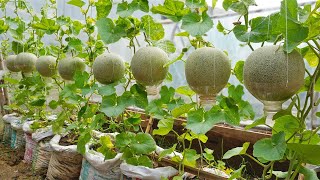 A bountiful crop of Cantaloupe with this method of growing in bags. The fruit is large & very sweet