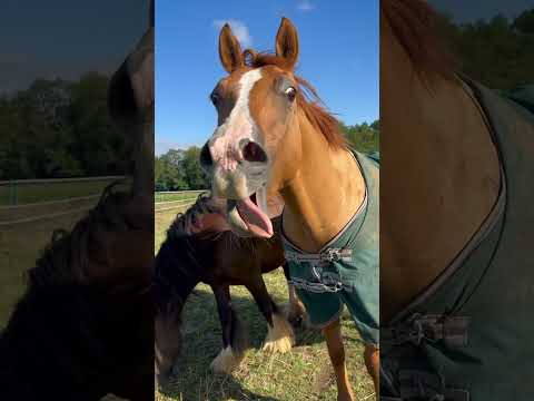 Horse’s Hilarious Yawning