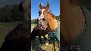 Horse’s Hilarious Yawning Moment