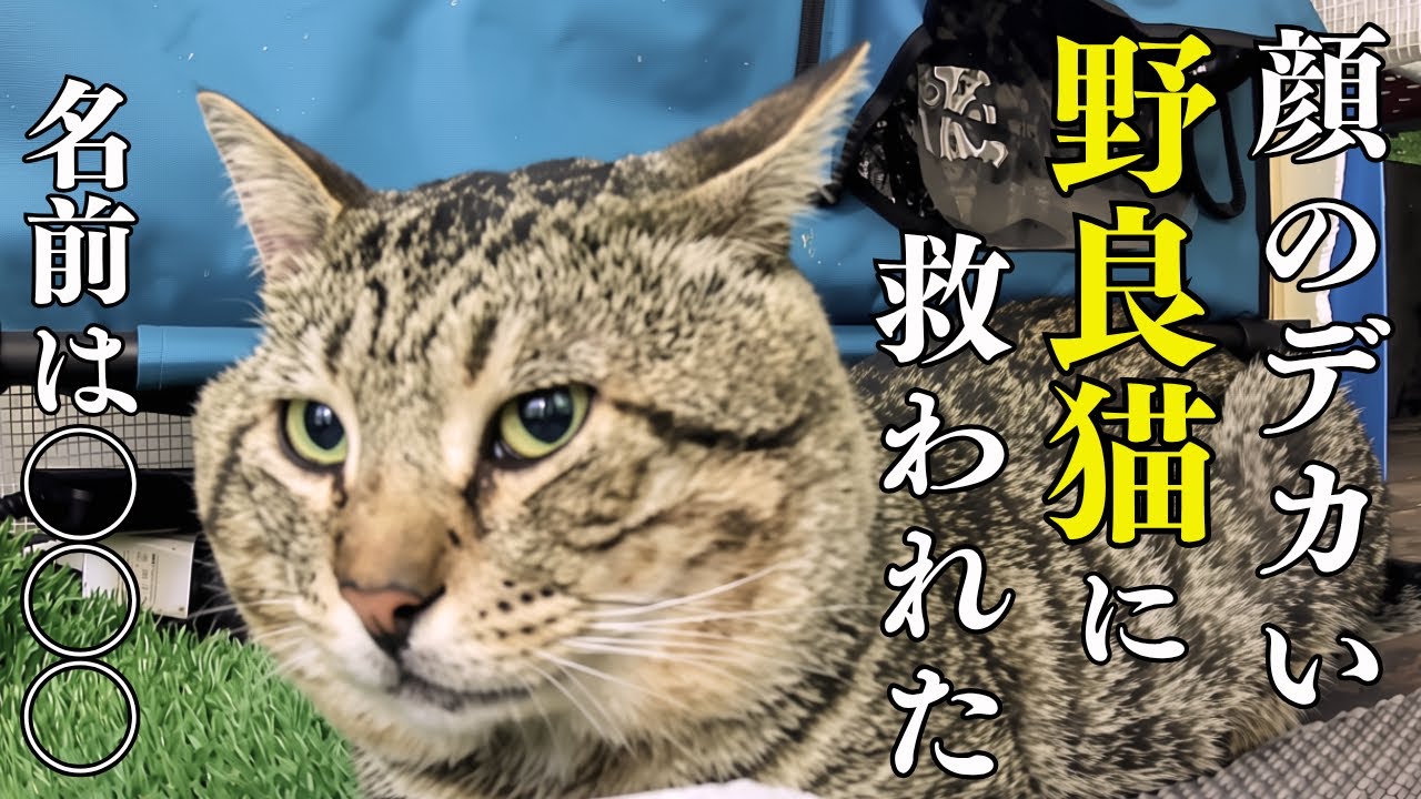 ややや 猫飼ってます。 YouTube