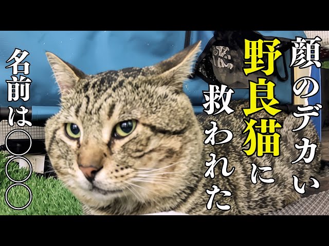 Naming] The Name of the Big-Faced Stray That Saved a Couple From