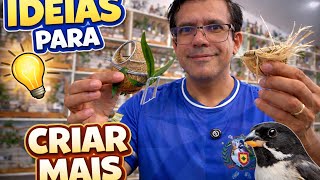 Testei Dois Ninhos na Gaiola e Deu Certo! 🐦🔥 Ninho Bola + Ninho Taça para Coleiro Papa-Capim