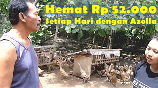 Cerita Sukses Ternak Bebek dengan Menghemat Biaya Pakan 50%