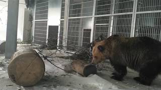 Die Lange Reise Zum Glück Vier Pfoten .Vier-Pfoten.ch