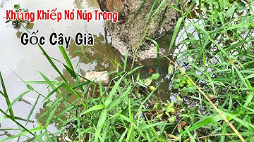 Câu Cá Rô Đồng Đầu Mùa Lạnh Về Đồng Tháp Mười Giật Toàn Cá Rô Mập Ú Nu Trong Gốc Cây Già