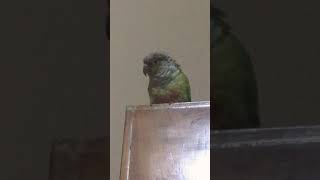 Parrot Screaming Cute Situations