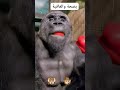غوريلا مضحكة اطفال العرب صغار العالم
