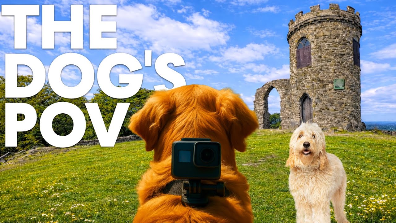 This Gentle Country Park Walk Instantly Comforts Dogs 🐶💤 | 10 Hours Dog POV