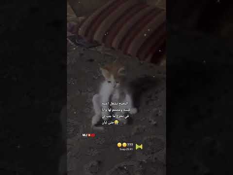 وربي اخ بجيح بزياده عجايز في عمر الزهور الحب ليوبس لايك اشتراك