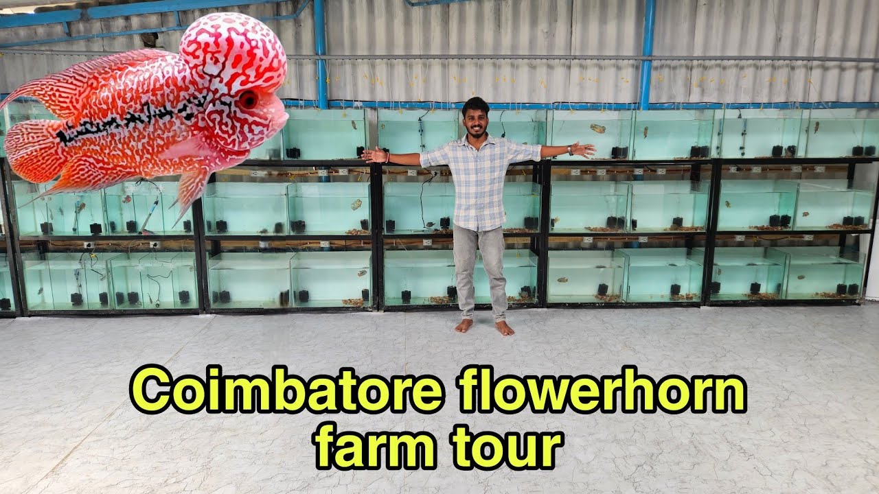 New Flowerhorn farm in coimbatore | kamfa | தமிழ்