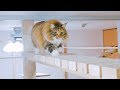 家を猫カフェ風に改造したら猫はどんな反応する？！