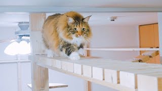 How will cats respond if we change the house like a cat cafe? !