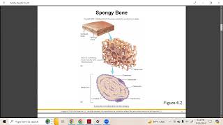 BIO110 Ch  6: Skeletal System Part 1