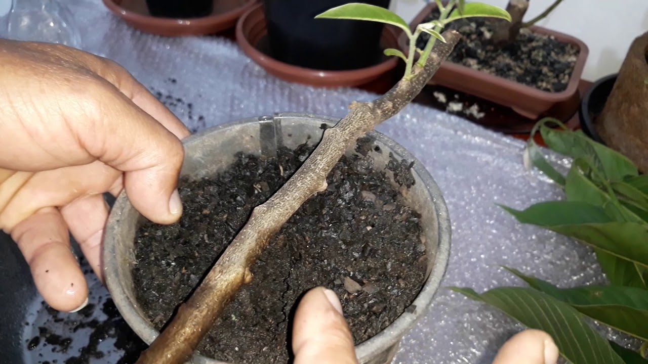 ESTACA DE FRUTA DO CONDE ENRAIZADA COM DENTE DE ALHO!