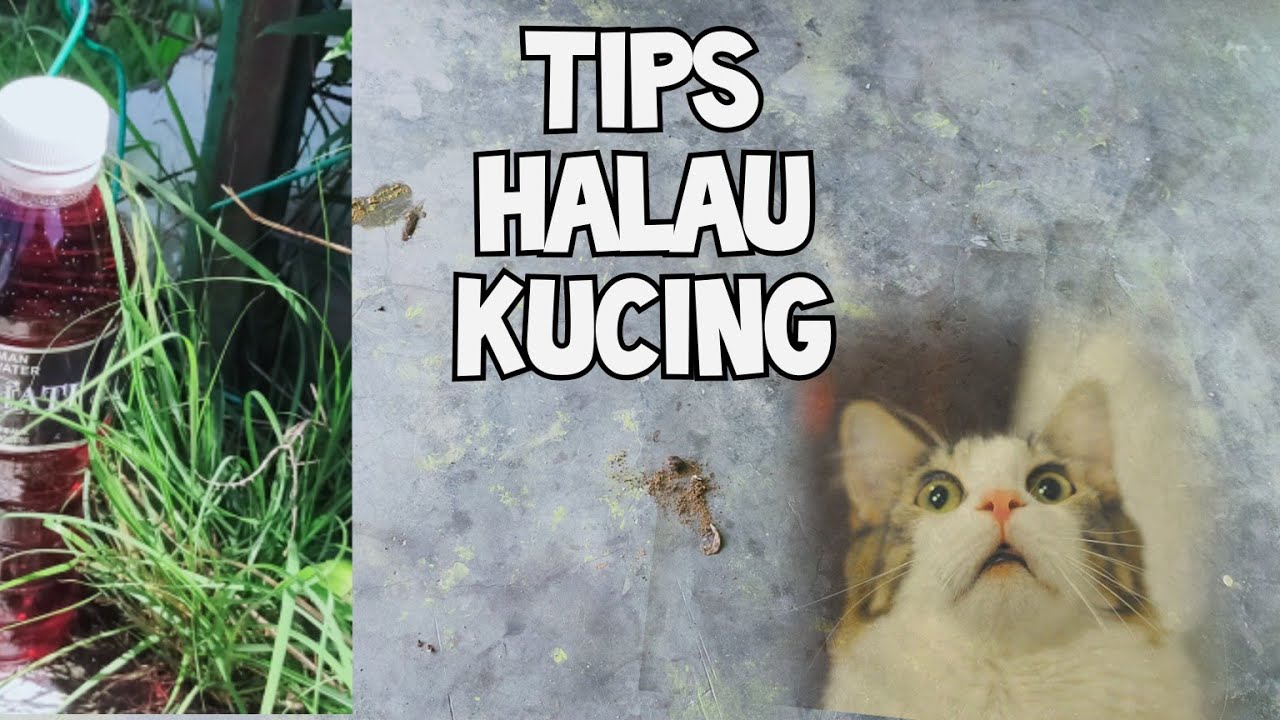 Jom Halau Kucing Guna Cat Repellent - YouTube