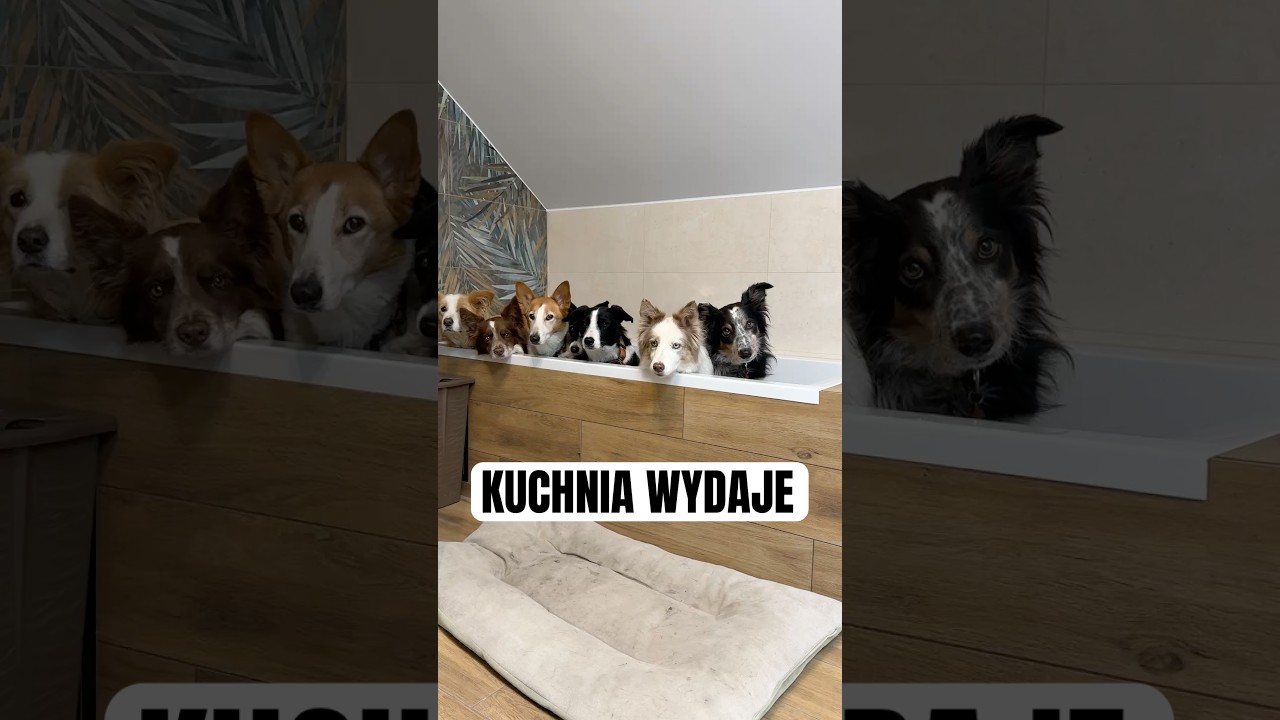 &bdquo;Kuchnia wydaje&rdquo; prosto z wanny #dogs #doggielife #bordercollie #dogshorts #dogtraining #pies