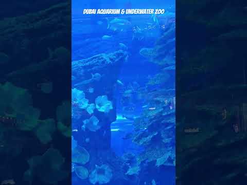 Aquarium Underwater Zoo #short #shorts #song #music #love #shortsfeed #shortvideo #reels #nature #ai