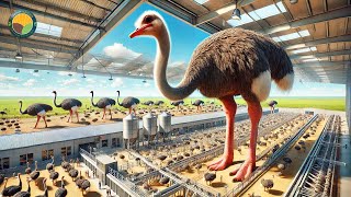 Download lagu How Farmers Raise Ostriches: Ostrich Farming Technology & Production Process | Farming Documentary