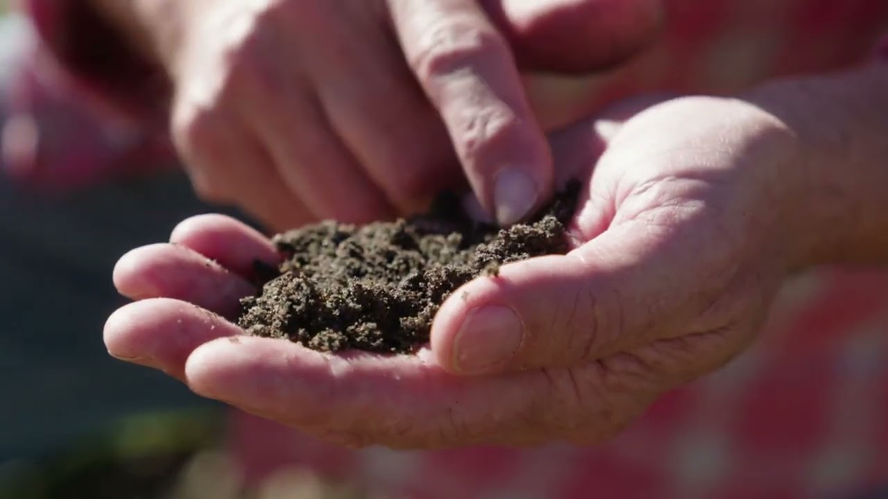 Top Native Plant Landscaping Ideas for Aussie Backyards 2026