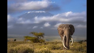 CRAIG elephant Big Tusker