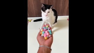 Reverse videos, Oddly satisfying cat and beads video, Asmr video , satisfying video #catlove #catfun