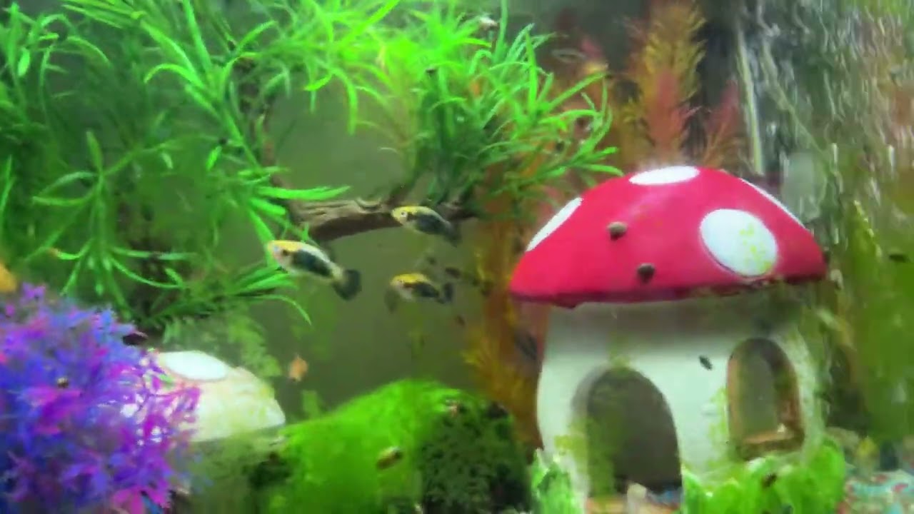 Fish swimming 3 without the snail invasion