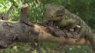 Homework Hotline Zoophily Skink