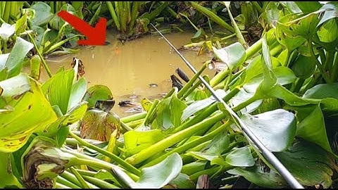 CÂU CÁ RÔ ĐỒNG, vô ngay cục cá trê rô mề nhưng rất tiếc |fishing HQBL #129