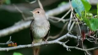 Kicauan burung sikatan londo di alam liar